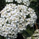 Yarrow Leaf & Flower (Achillea millefolium)