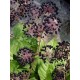 California Spikenard Berry (Aralia californica) Tincture