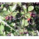 Hawthorn Berry (Crataegus douglasii)