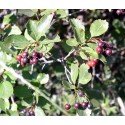 Hawthorn Berry (Crataegus douglasii) Tincture