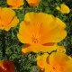 California Poppy (Eschscholzia californica) Tincture