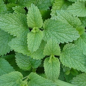 http://store.canyonrimhealthyliving.com/77-thickbox/lemon-balm-flowering-tops-melissa-officinalis-tincture.jpg