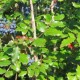 Oregon Grape Root Tincture (Mahonia nervosa)