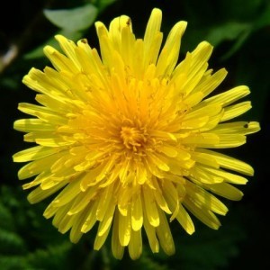 http://store.canyonrimhealthyliving.com/82-thickbox/dandelion-root-taraxacum-officinale-tincture.jpg