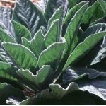 Mullein Leaf (Verbascum thapsus)