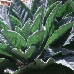 Mullein Leaf (Verbascum thapsus) Tincture