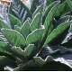 Mullein Leaf (Verbascum thapsus) Tincture